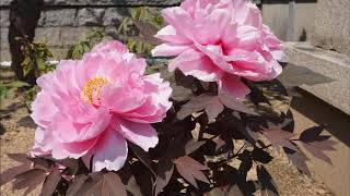 4月 16日, 2020年牡丹寺