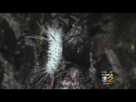 download lagu mp3 mp4 Are Lanternflies Poisonous To Dogs, download lagu Are Lanternflies Poisonous To Dogs gratis, unduh video klip Are Lanternflies Poisonous To Dogs
