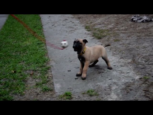 Belgian Malinois puppy for sale