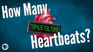 How Many Heartbeats Do We Get?