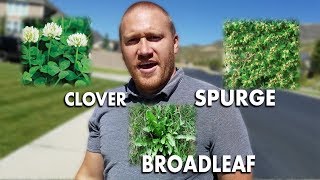 How to get rid of Clover, Broadleaf, and Spurge Weeds???