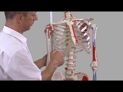 Surface Anatomy of the Abdomen