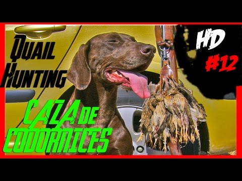 CAZA de CODORNICES con Kai #12 | QUAIL HUNTING | HD