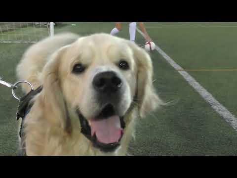 Brotherhood vs New Leghorn 6