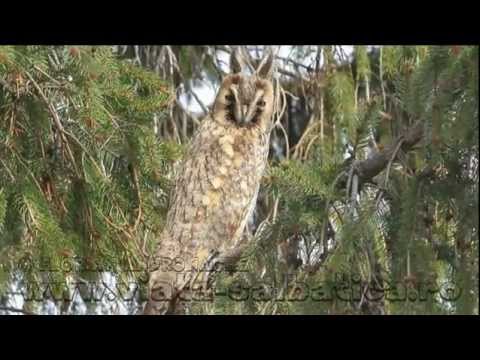 www.viata-salbatica.ro / ciuf de padure / Asio otus / long-eared owl