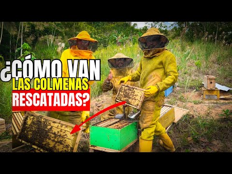 🐝 ¡Así Van Nuestros Rescates de Abejas! | Revisión del Nuevo Apiario