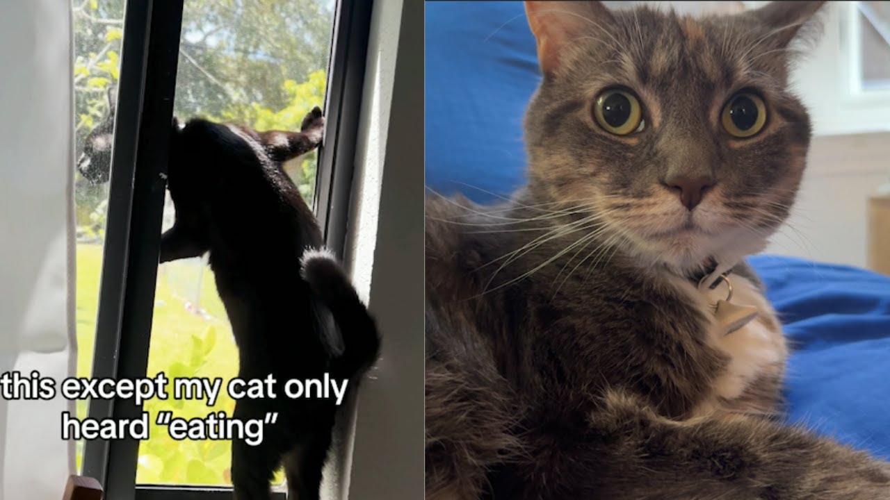 They're eating the dogs they're eating the cats TikTok meme compilation Pt2