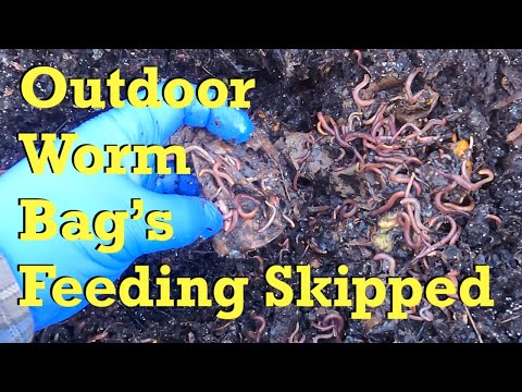 Minimal feeding for outdoor worm bag with many leftovers - vermicompost