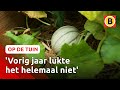 Natasja heeft zelf watermeloenen gekweekt | Op de tuin