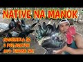 MGA ALAGA KONG NATIVE NA MANOK NAGSIMULA NA TAYONG MAGPARAMI MANGUNGUMA TV