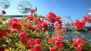 •*✿ red Roses for my Lady •*✿ Engelbert H.