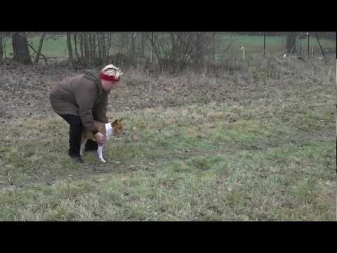 Coursing trénink 17.11.2012 - Džesika