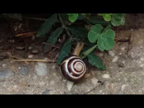 Puž muž, vadi roge van - Snail husband, take the horns out