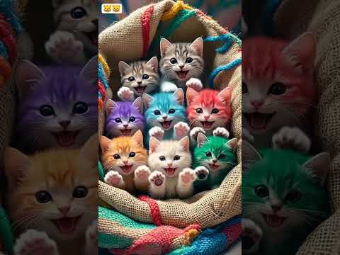 Biladi 🐈🐈 #cat #cute #viralvideos #bilibili #trendingshorts #trending