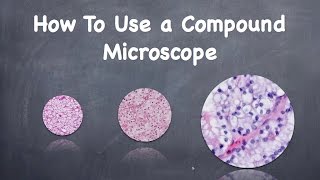 How To Use a Compound Microscope