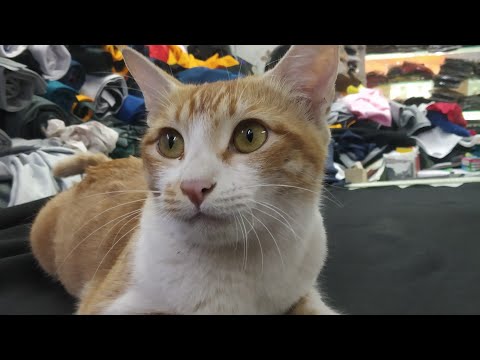 my cats very funny moments #NAZIM#NTS#catsfunnymoments