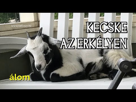 KECSKE AZ ERKÉLYEN - álom
