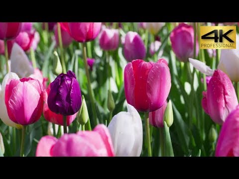 Messer Tulipano 2019, Pralormo, Italy. Panasonic EVA1 Cinematic 4K. No sound