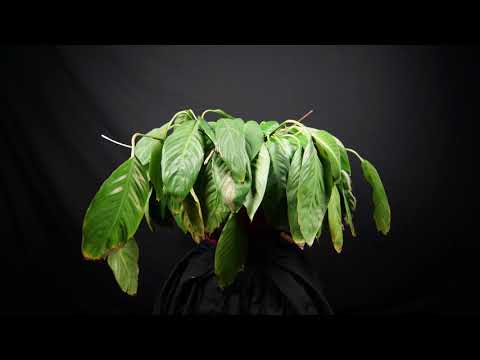 Studio Time Lapse Test - Plant coming back to life