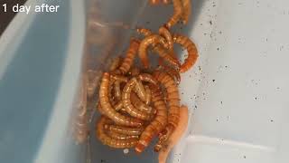 How to get rid of grain mites in mealworms 🐛 [WORKING METHOD!]