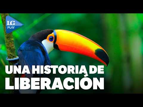 TRÁFICO ILEGAL: tres tucanes rescatados del cautiverio fueron liberados en la yunga en San Javier