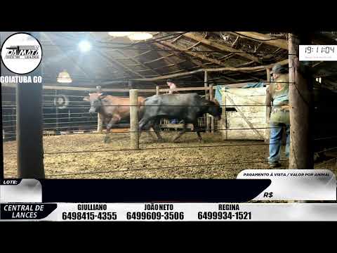 Leilão de gado em Goiatuba Goiás,  25/04/2026 - Mata Preta  Leilões - 14:30 Hs