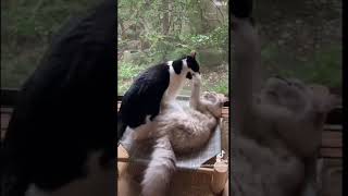 #猫のいる暮らし  #猫