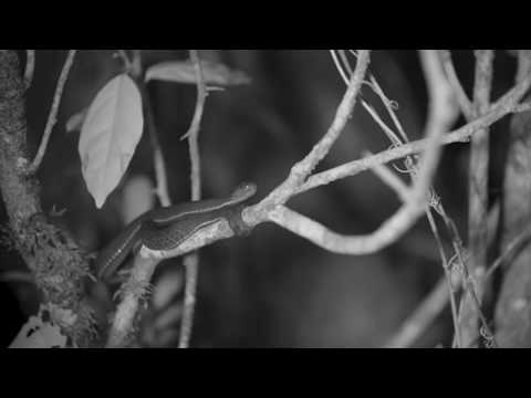 HCL presents the story of a Solitary Slender Loris
