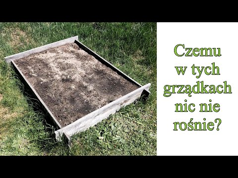 Czemu w tych grządkach nic nie rośnie? Wysiane i posadzone warzywa w maju - Ogrodowe pierdamony 144