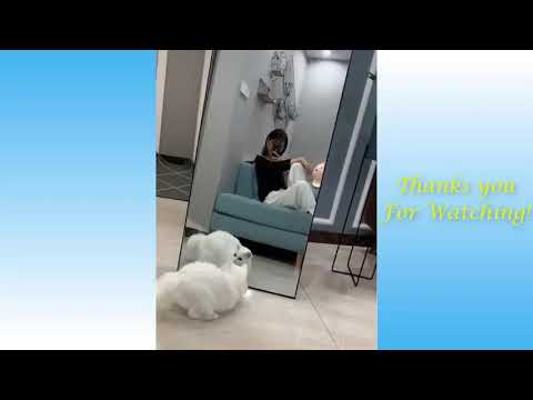 Funny Dogs And Cats Actrocity \ Fun Overloaded Unlimited Fun | JOSART