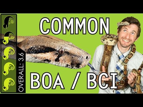 Common Boa (BCI), The Best Pet Snake?