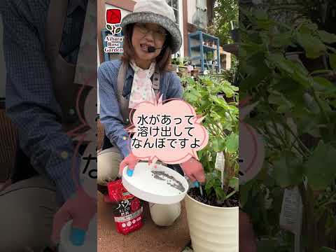 ディプラデニア肥料はいつ与えるのですか?この美しい植物の開花を促進するのに最適な肥料は何ですか?  庭園