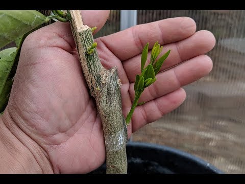 Crazy About Citrus | Ep02 Results of Citrus Grafting Attempt