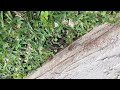 Plague Of Toads Causes Fear In Palm Beach Gardens Neighborhood
