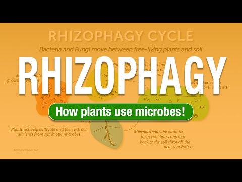 2 Minute Turf Talk - Rhizophagy