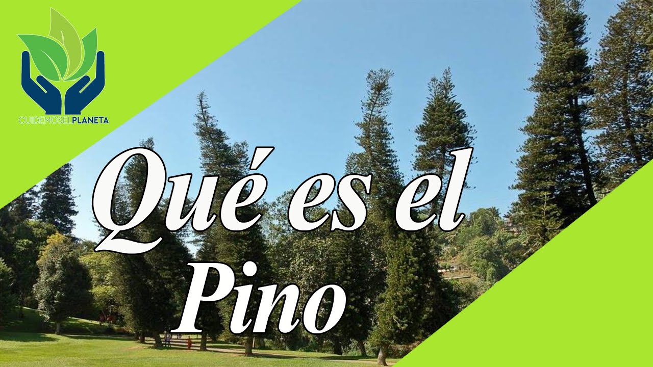 Pino: todo sobre este Árbol increíble