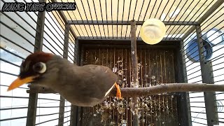 Download lagu Pancingan burung poksay mandarin agar ikut bunyi,Anti gagal mp3