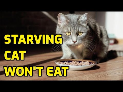 YouTube video about: Will a cat starve itself to death?