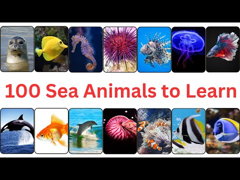 100 Sea Animals for Kids to Learn | Sea Animals Name | Ocean Wonders