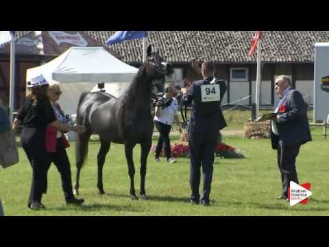 N.94 DALIA J - Ströhen 2016 B-Show - Fillies 3 years old (Class D)