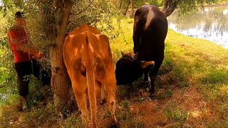 Love is not only between humans 🐄 Sometimes you see it in nature–two souls, two hearts side by side.