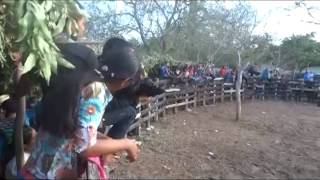 preview picture of video 'Barrera de toros Jiñocuao'