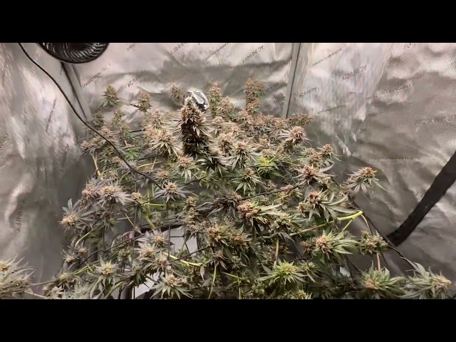 Judge.me YouTube video placeholder