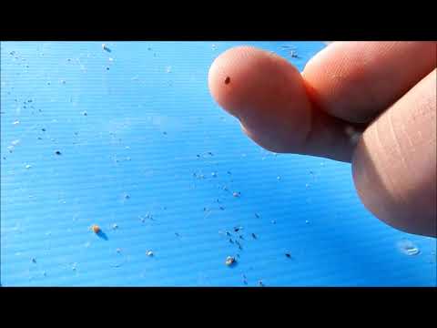 Prvi pravi prirodni lijek protiv varoe