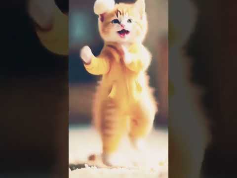 cat dance #cat #funny #dubidubidu #cutecat #shortsviral #trending #catshorts