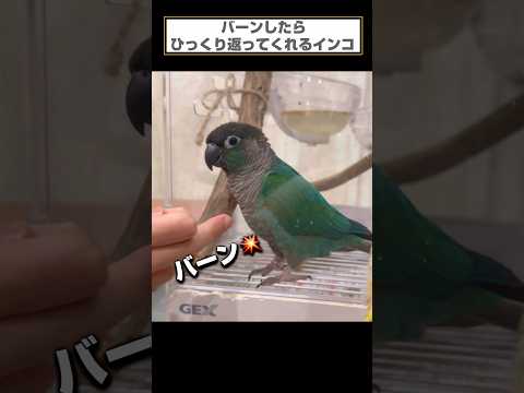 マゼランコニュアについて詳しく解説