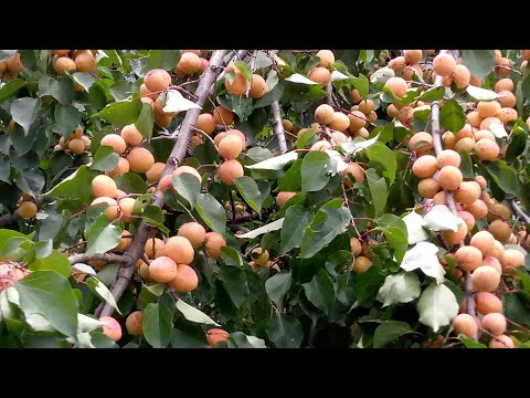 Chulli | #KinnauriCulture