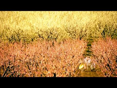 Stupovi Hristos voskrese