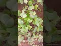 Nature Trending Relaxing Flower Calmingsounds Shortvideos Viralvideos Love