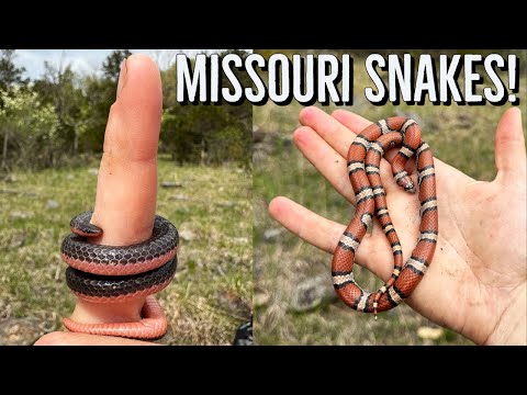 Looking for Snakes in the Missouri Ozarks! Scorpion Sting, Jumpy Copperheads, and Fantastic Milks!